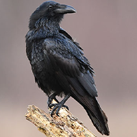 National bird of Bhutan - Raven | Symbol Hunt