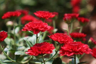 National flower of Monaco - Red Carnation