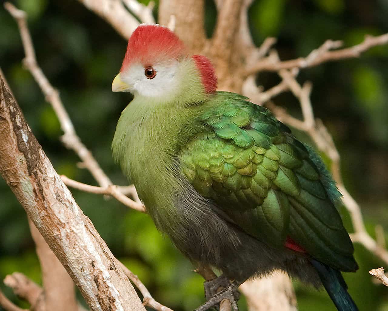 National bird of Angola - Red-crested turaco