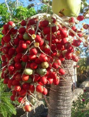 National Fruit of Ivory Coast -Red palm fruit