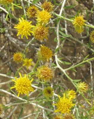 National Flower of Saudi Arabia -Rhanterium epapposum