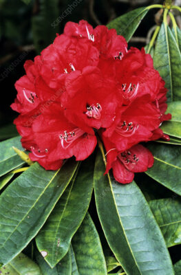 National flower of Nepal - Rhododendron