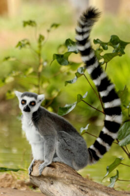 National Animal of Madagascar - Ring-talked lemur