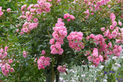 National flower of Maldives - Pink Rose