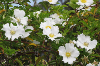 National flower of Georgia - Cherokee rose