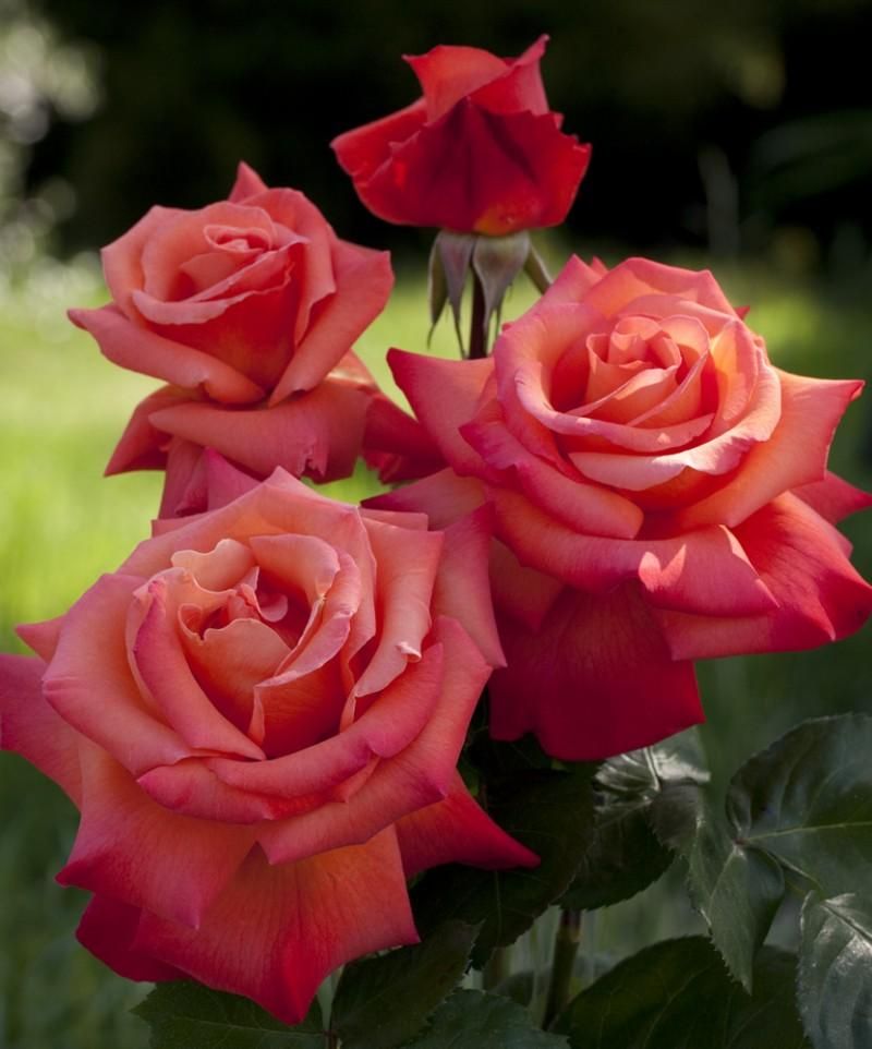 National flower of Bulgaria - Rose 