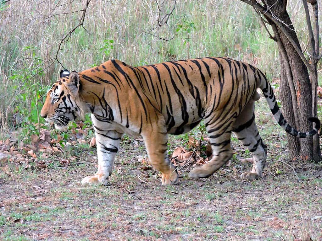National Animal of Bangladesh - Royal Bengal Tiger