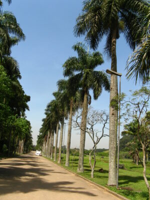 National Tree of Haiti - Royal palm Roystonea