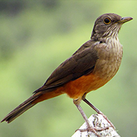 State bird of São Paulo (state)