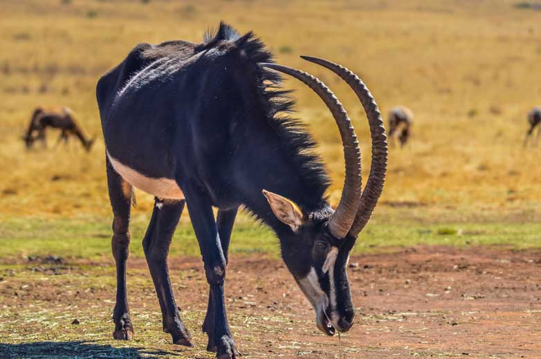National animal of Zimbabwe - Sable Antelope | Symbol Hunt