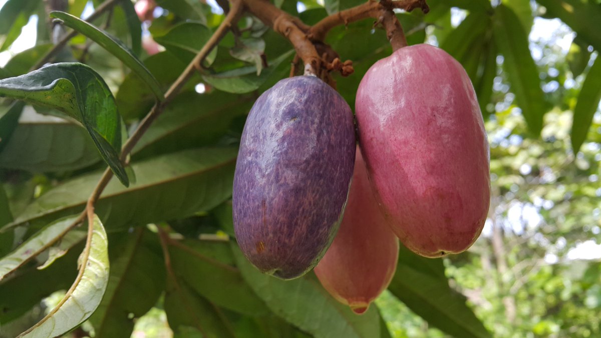 National Fruit of Cameroon -Safou
