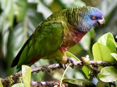 National bird of St Lucia - Saint Lucian parrot