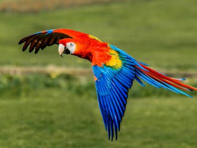 National bird of Honduras - Scarlet macaw