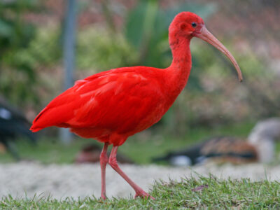 National bird of Trinidad and Tobago - Scarlet Ibis