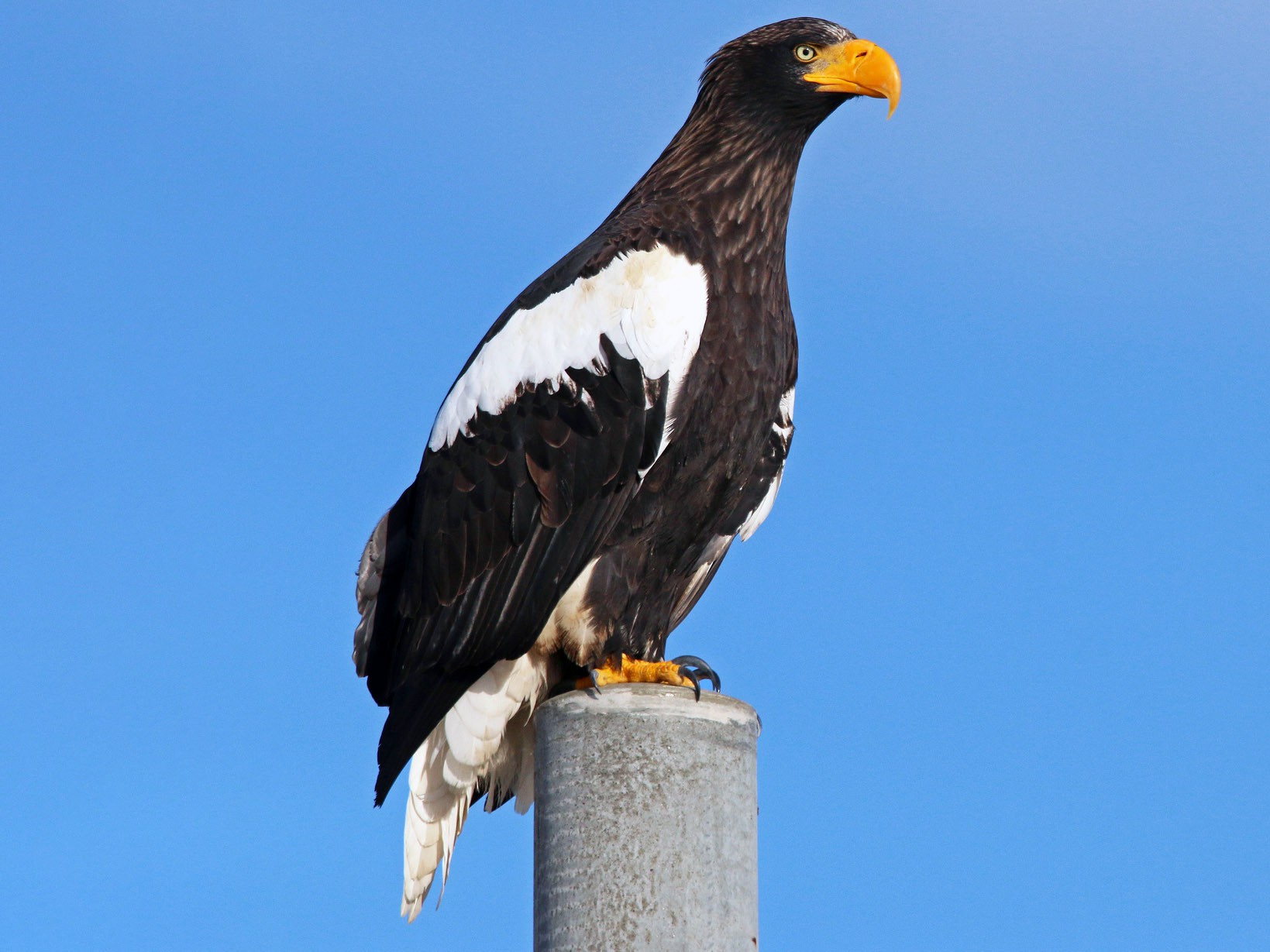 National bird of Brunei - Sea Eagle
