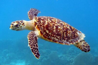 National Animal of Solomon Islands - Sea turtle