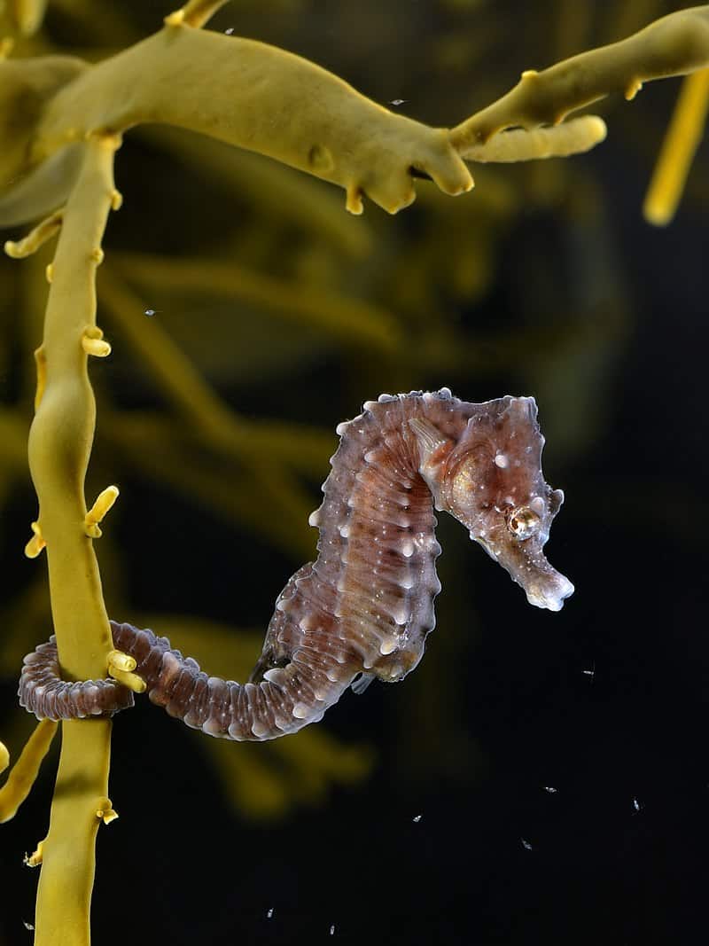 National Animal of Saint Vincent & The Grenadines - Seahorse