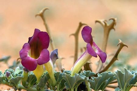 National flower of Botswana - Sengaparile