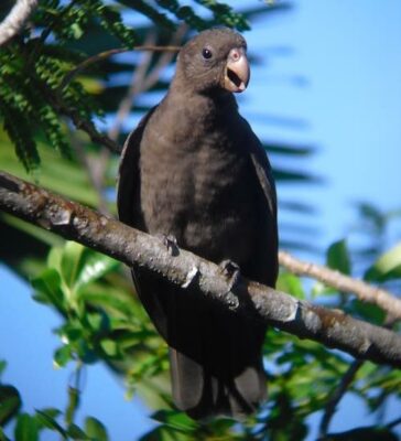National Animal of Seychelles - Seychelles black parrot