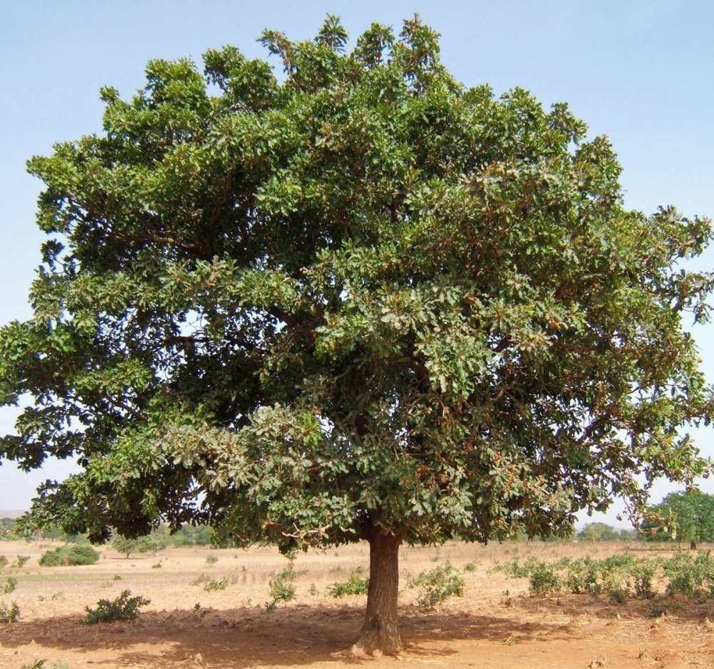 National Tree of Burkina Faso - Shea tree