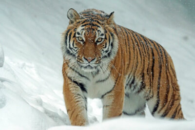 National Animal of South Korea - Siberian tiger