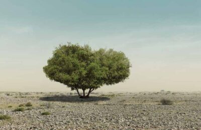 National Tree of Qatar - Sidra tree