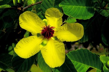 National flower of Brunei - Simpor