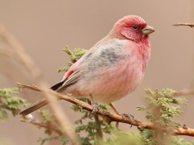 National bird of Jordan - Sinai Rosefinch