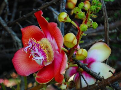 National flower of Saint Vincent and the Grenadines - Soufriere Tree flower
