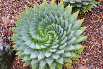National flower of Lesotho - Spiral Aloe
