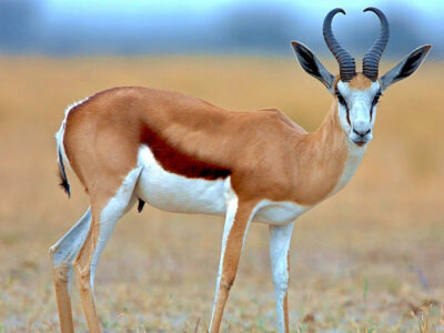 National Animal of South Africa - Springbuck