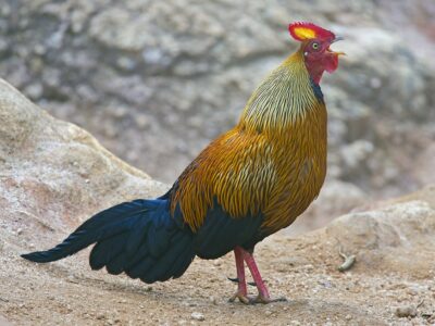 National bird of Sri Lanka