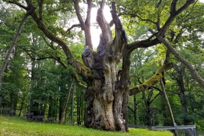 National Tree of Lithuania - Stelmužė Oak