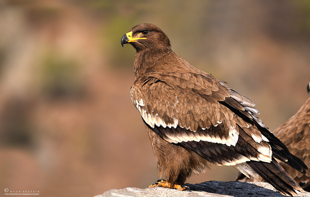 National Animal of Egypt - Steppe eagle