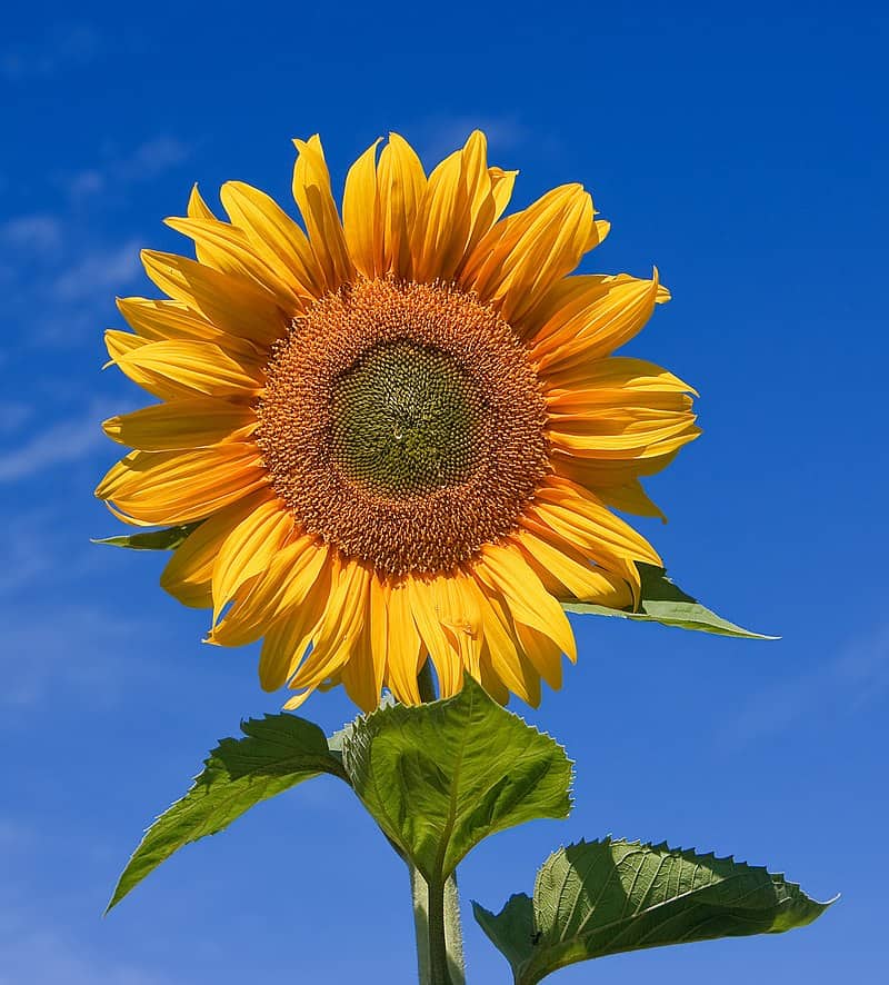 National flower of Ukraine - Sunflower 