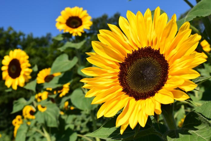 National Flower of Ukraine -Sunflower