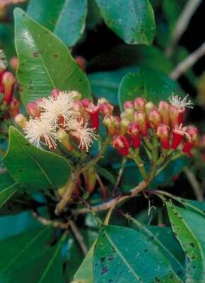 National flower of Tanzania - Syzygium aromaticum