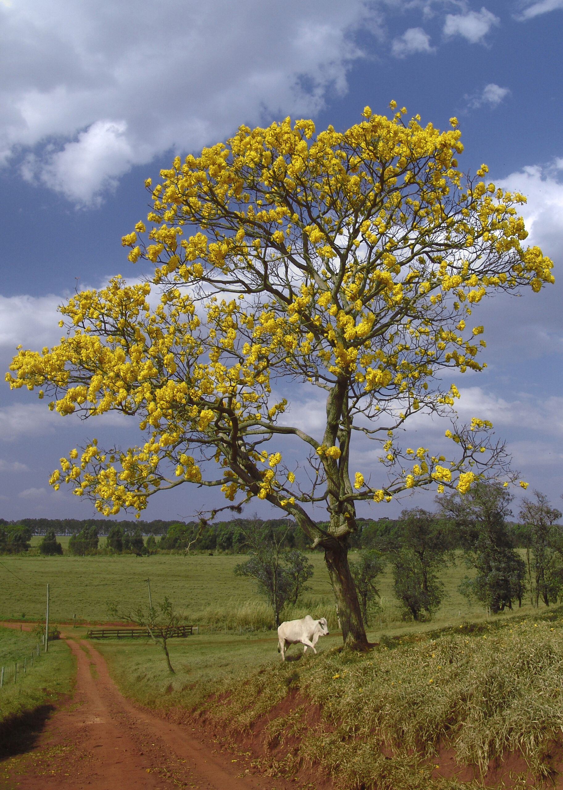 National Tree of Venezuela - Tabebuia chrysantha