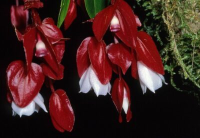 National flower of Fiji - Tagimaucia
