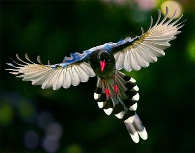 National bird of Taiwan - Taiwan blue magpie 