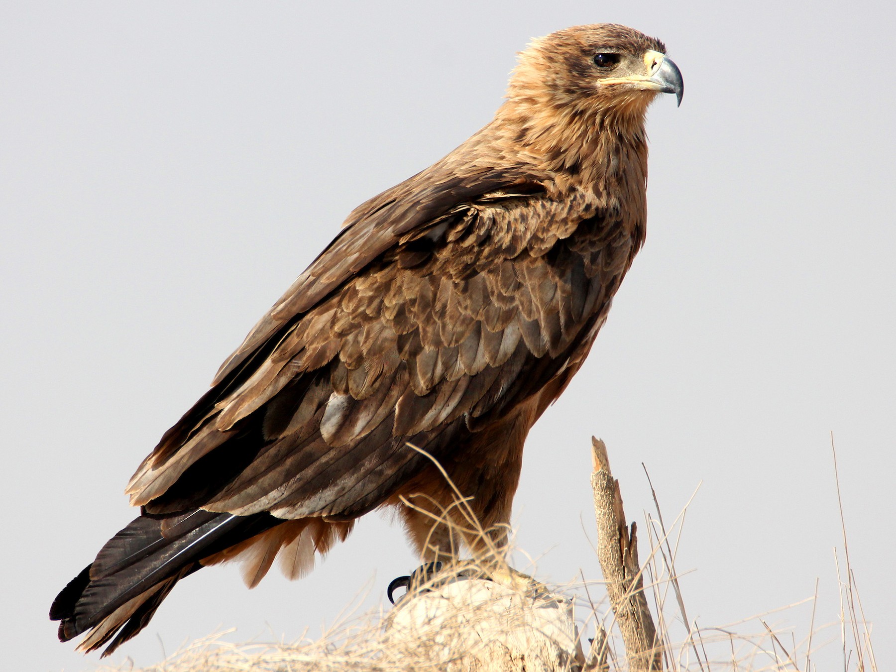 National animal of Ghana - Tawny Eagle | Symbol Hunt