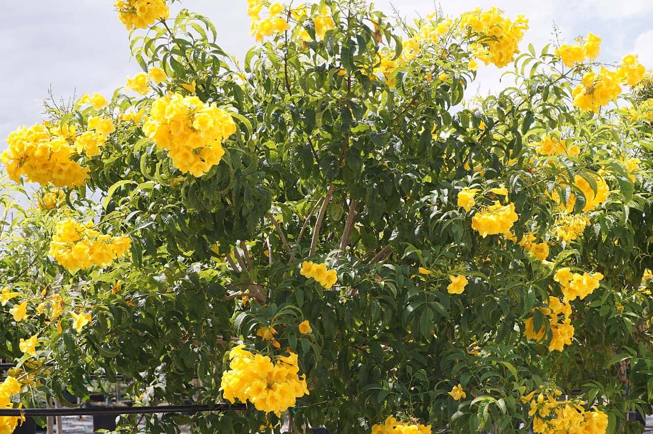 National Flower of Bahamas -Yellow Elder