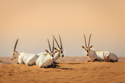 National animal of United Arab Emirates - The Arabian Oryx | Symbol Hunt