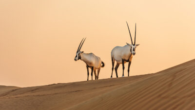 National Animal of Oman - The Arabia Oryx