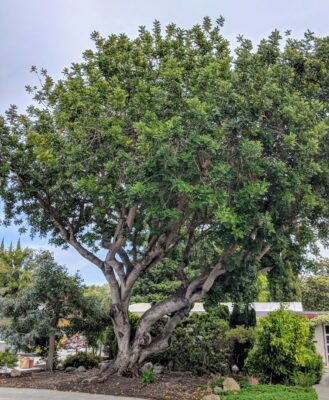 National Tree of Monaco - Carob tree