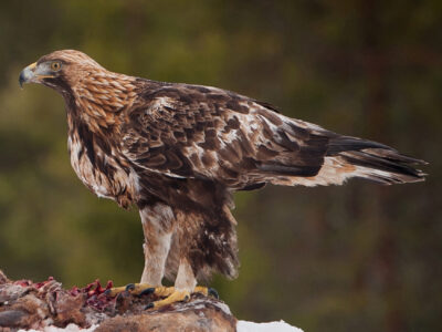 National bird of Abkhazia - Golden eagle (unofficial)