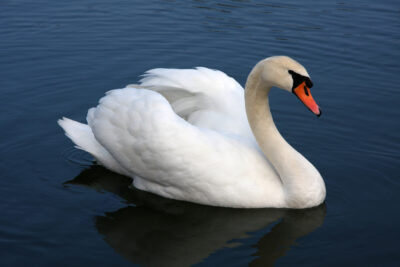National Animal of Denmark - The Mute Swan