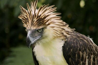 National Animal of Nigeria - Eagle