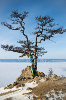 National Tree of Mongolia - The Shamaan Tree