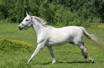 National Animal of Burkina Faso - White Stallion